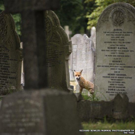 A fox standing in among grave stones in a cemetery