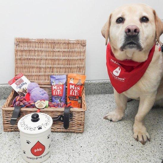 Stumpy-the-record-breaking-blood-donor-dog-with-his-hamper-of-treats-as-a-retirement-award.