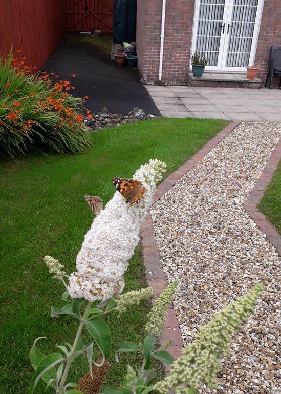 Painted lady butterflies