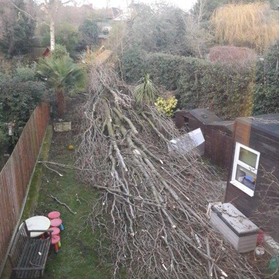 Fallen tree in garden