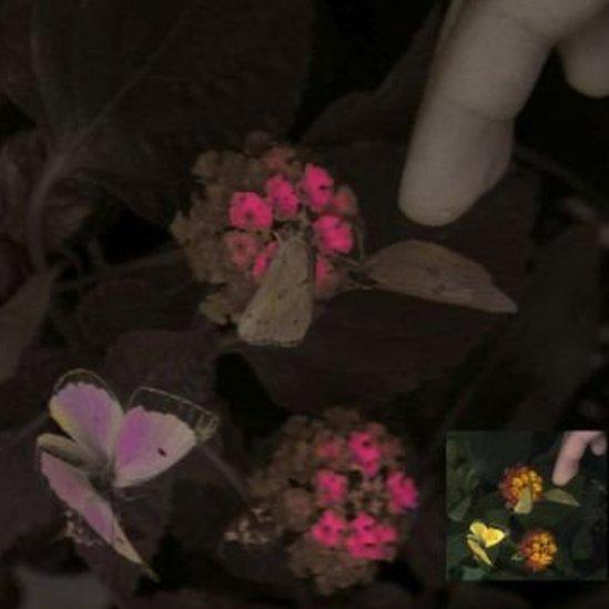 Plants and butterflies shown through the camera's sight