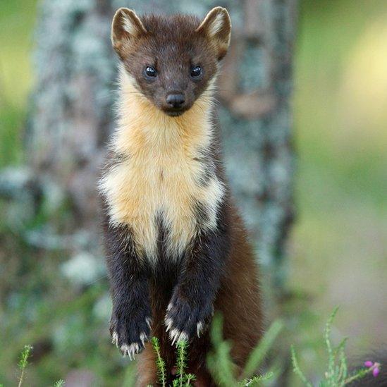 Pine marten