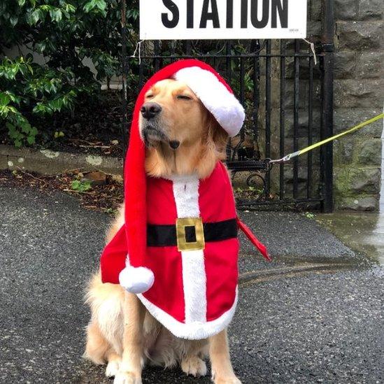 Millie, golden retriever, Devon