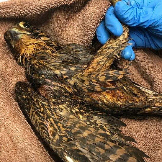 Peregrine falcon lying in towel as it is being assessed