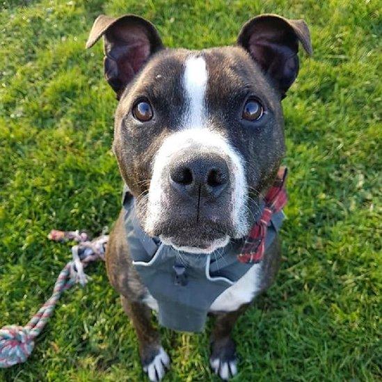 Star the Staffie