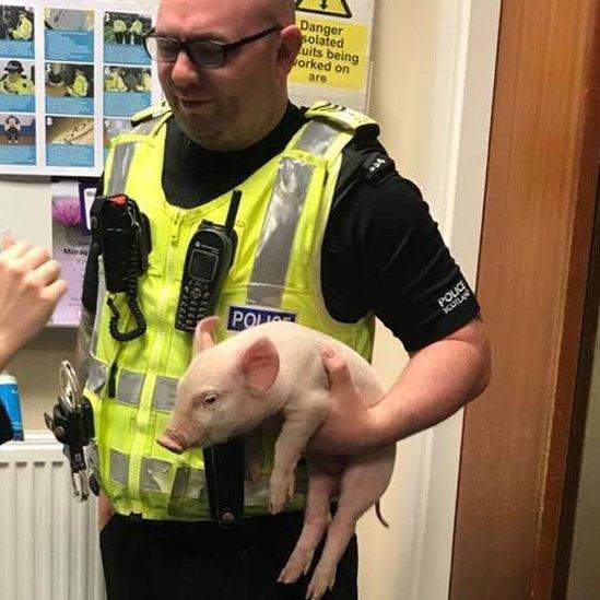 Police officer with piglet