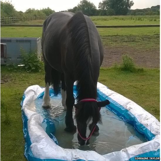 Horse in padding pool