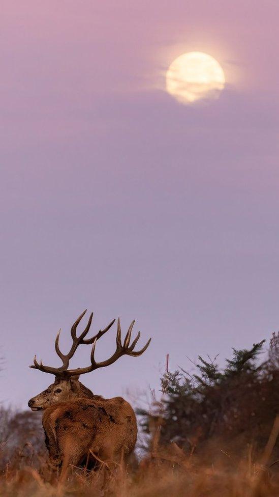 Deer and Snow Moon in Wollaton