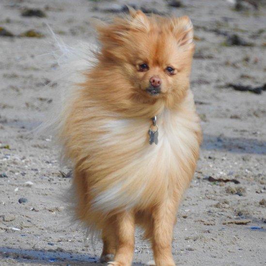 windswept dog on Belfast Lough via Danny McGuigan