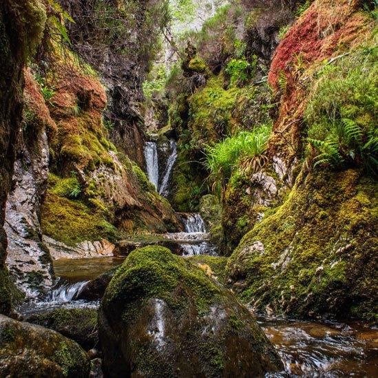 Scotland's rainforest