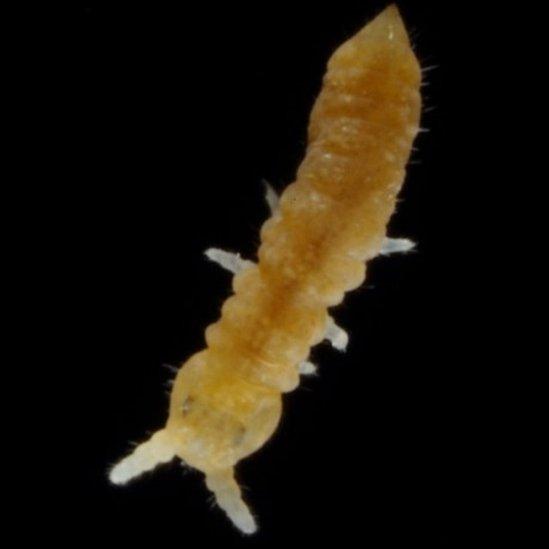 Springtail friesea acuminata