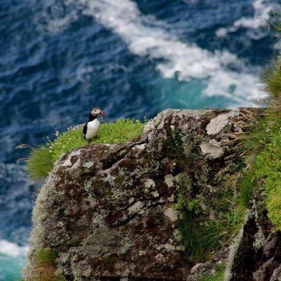 Puffin on a rock