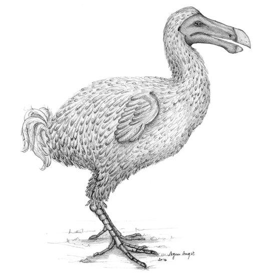 Dodo