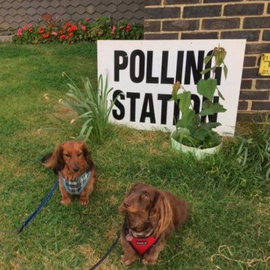 Two dachsunds belonging to Nina Spencer