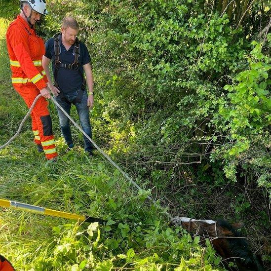 Horse stuck in a ditch