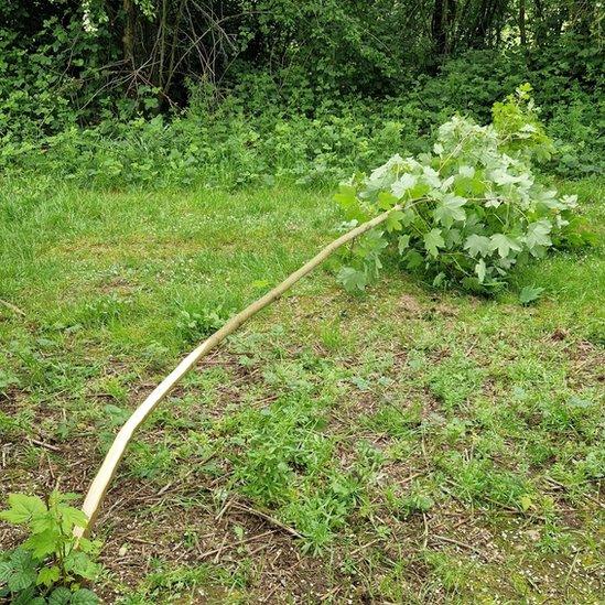 A damaged tree in the park