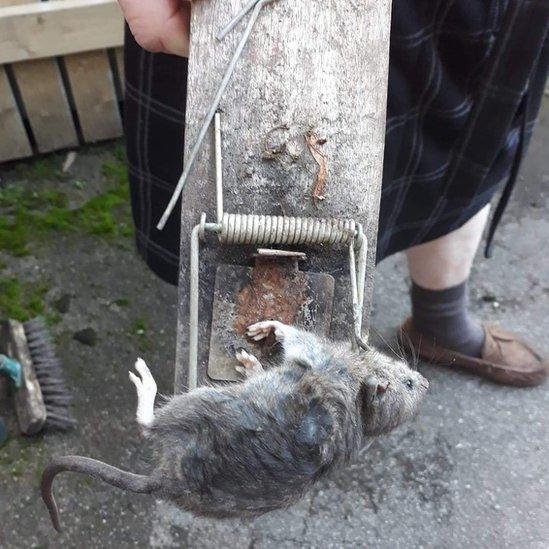 Rat caught in Devonshire Terrace