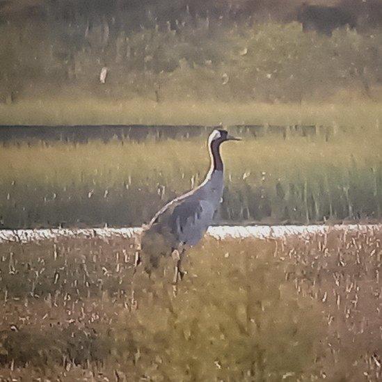 Bord na Mona crane