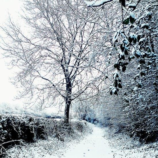 Lane in Cambusbarron