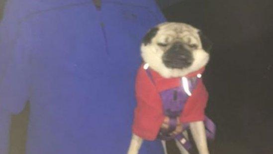 Pug Alfie during rescue from Ben Nevis