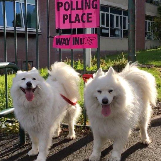 Two dogs at polling station