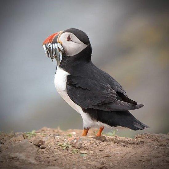 Puffin on a rock with fish in mouth