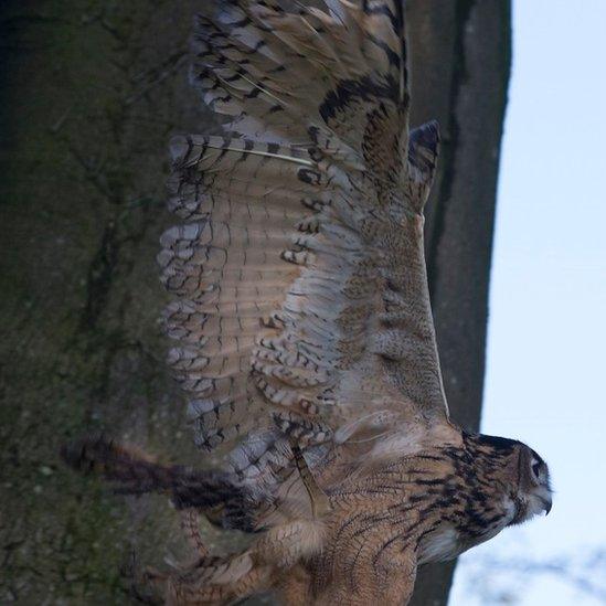 Eagle owl