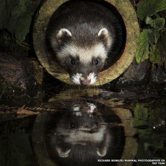 A polecat emerging from a pipe with its reflection in water