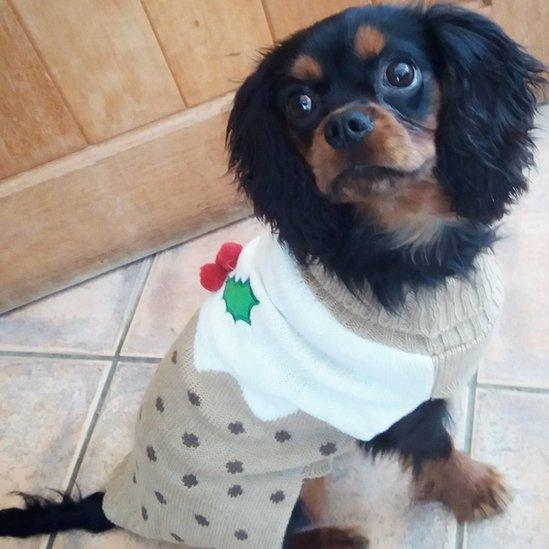 Jack the dog wearing his Christmas jumper