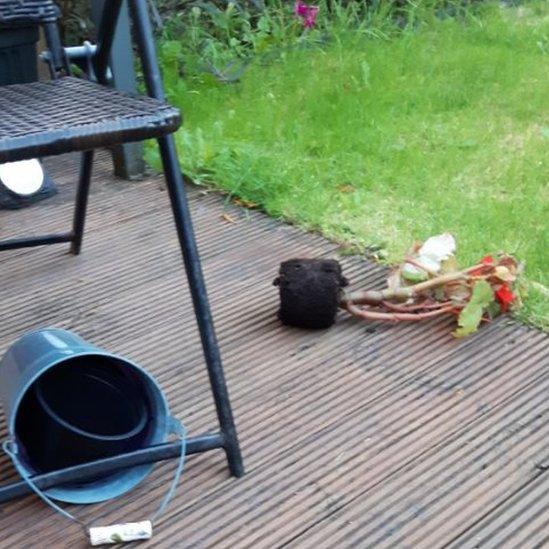 potted plant strewn across decking