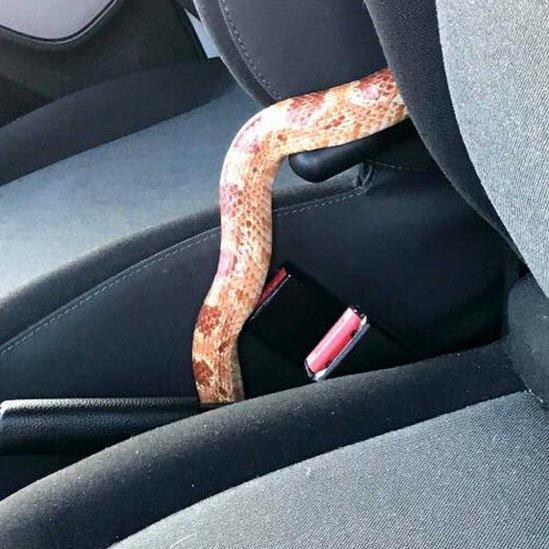 Snake in car