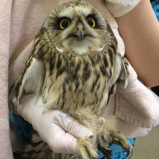 A short-eared owl