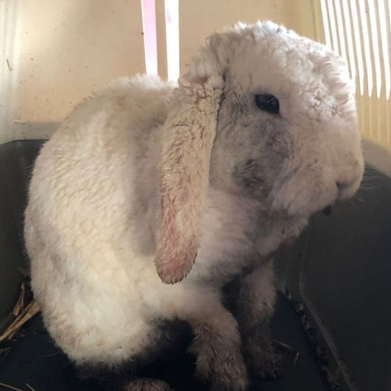 Rabbit found in rubbish