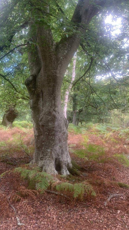 Tree with carving