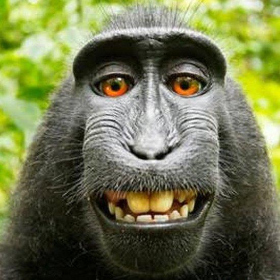 Selfie taken by macaque money in Indonesia in 2011