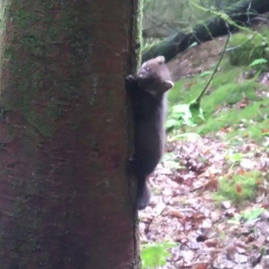 Kit climbing tree