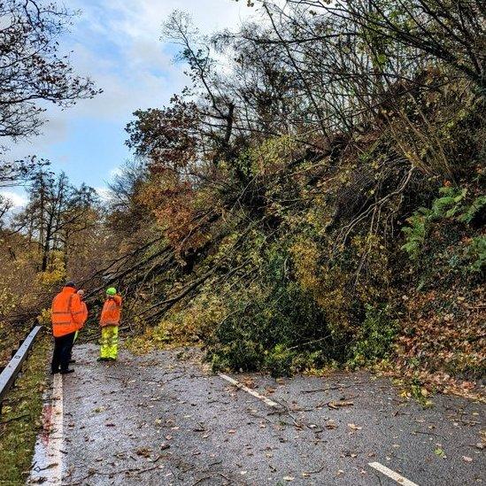 Coeden ar draws yr A470 yn ne Powys