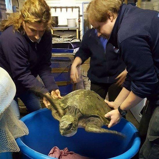 'Menai' the turtle at Anglesey Sea Zoo