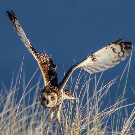 Short-eared owl