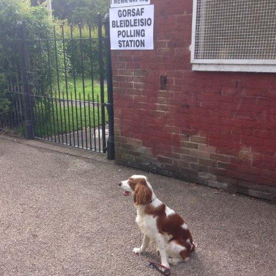 Dog outside polling station