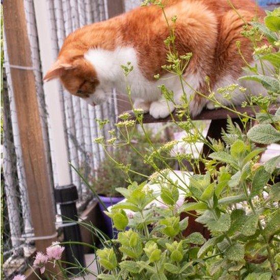 Cat Ragnar admires the garden