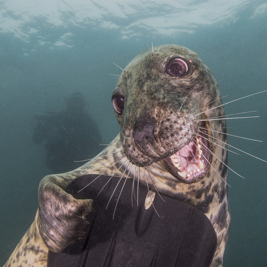 Happy seal