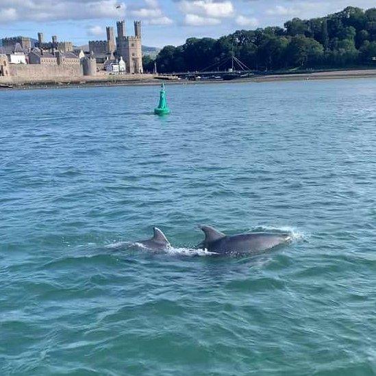 Dau ddolffin yn afon Menai gyda chastell Caernarfon yn y cefndir, Awst 2019