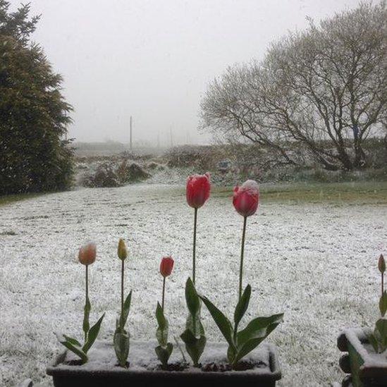 Tulips in the snow