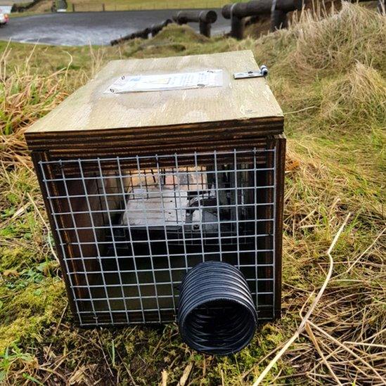 Stoat trap