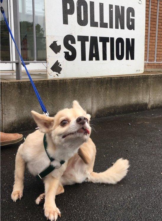 Picture of Hugo the dog scratching under a polling station sign