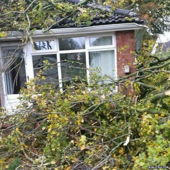 Tree branches on roof