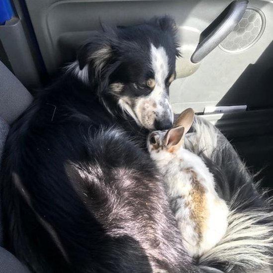 Rescued rabbit and pet dog