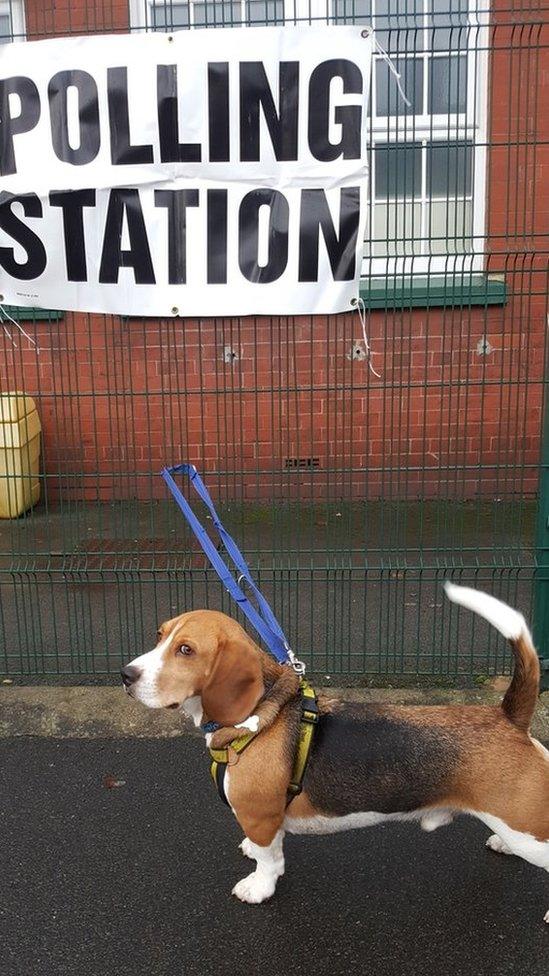 Henry the Blue Peter dog