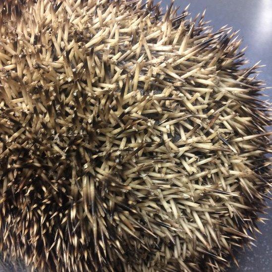 Hedgehog with bleached spines